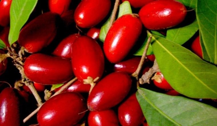 trái thần kỳ 4