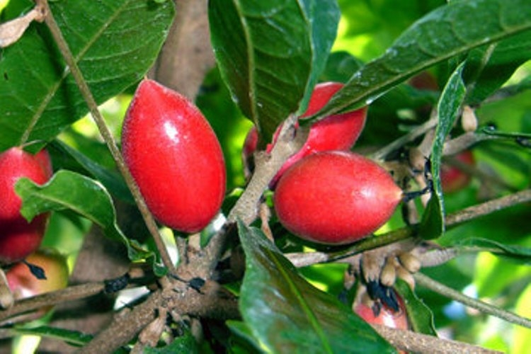 trái thần kỳ 6