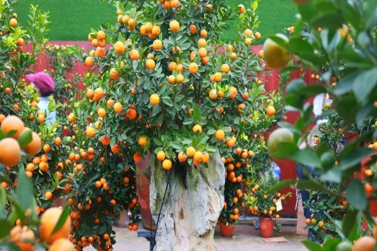 Trang trí cây quất ngày Tết sao cho đẹp? Hướng dẫn chi tiết từ lúc chọn đến quy trình chăm sóc