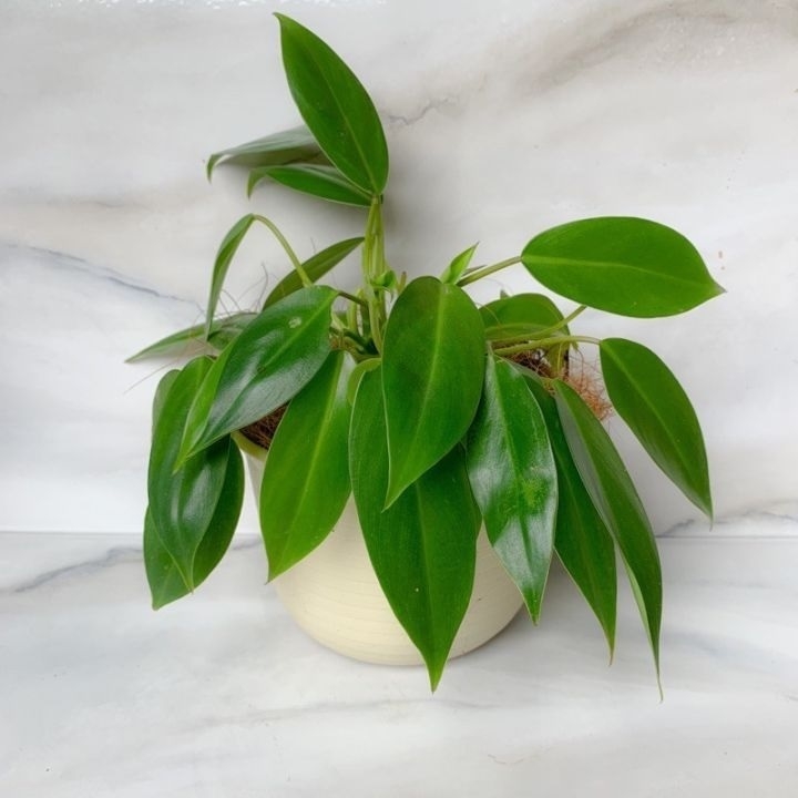 trầu bà 12