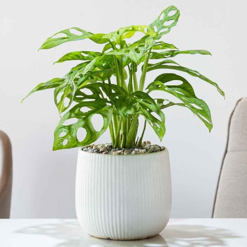 trầu bà 15
