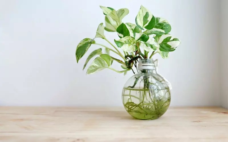 trầu bà 24