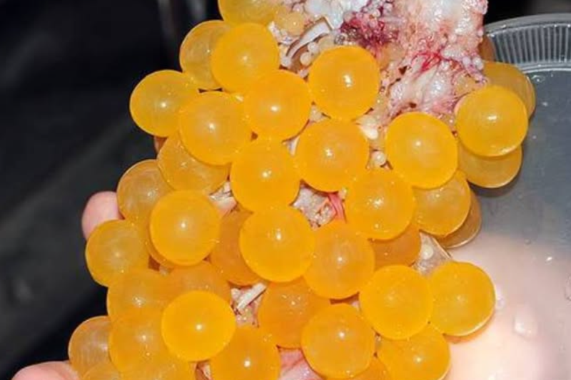 Trứng cá thiều: Món quà từ biển cả mang hương vị tinh tế và giá trị dinh dưỡng vượt trội