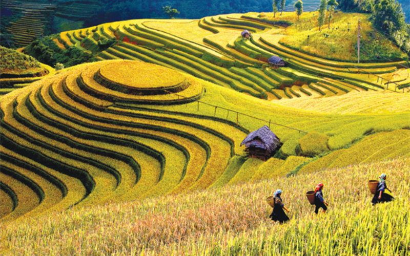 Trung du là gì - hình 1