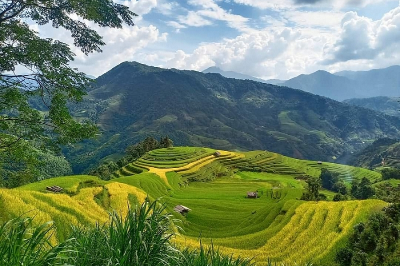 Trung du là gì - hình 2