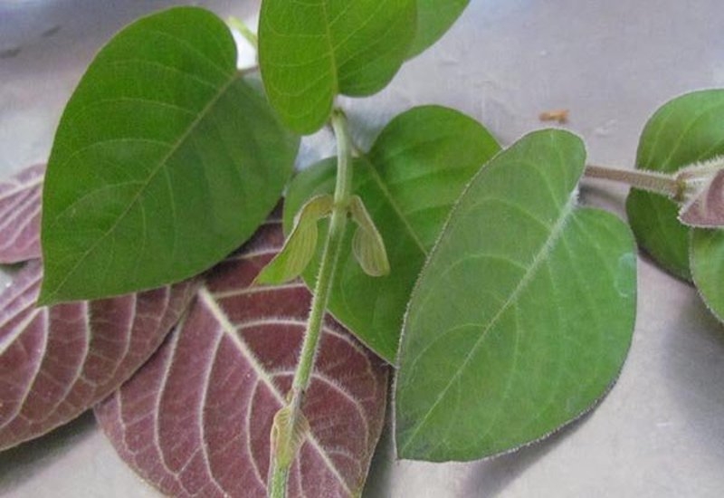 trứng rán lá mơ - ảnh 13