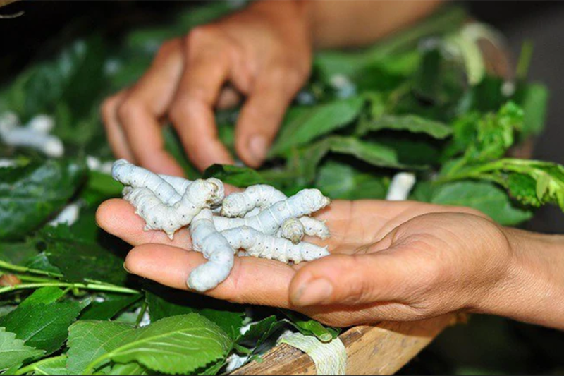 Vải tơ tằm (hình 7)