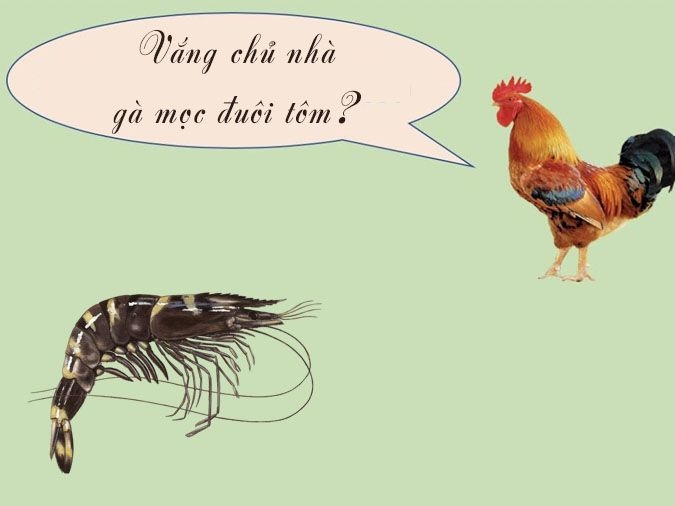 Vắng chủ nhà gà mọc đuôi tôm 2