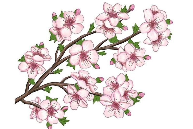 Vẽ hoa anh đào ảnh 11