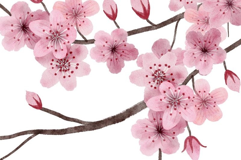 Vẽ hoa anh đào ảnh 12