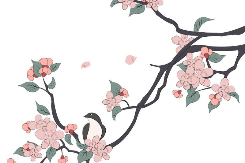 Vẽ hoa anh đào ảnh 14