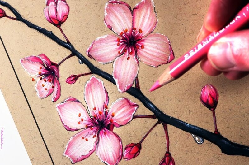 Vẽ hoa anh đào ảnh 15