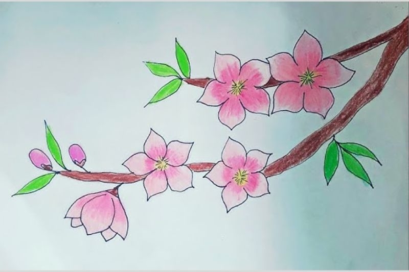 Vẽ hoa anh đào ảnh 17