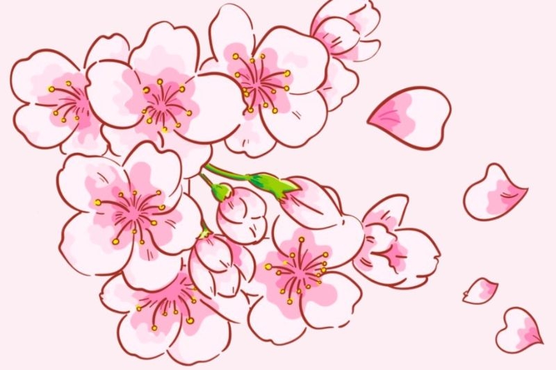 Vẽ hoa anh đào ảnh 19