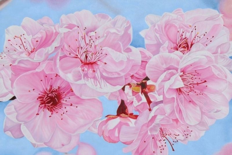 Vẽ hoa anh đào ảnh 24
