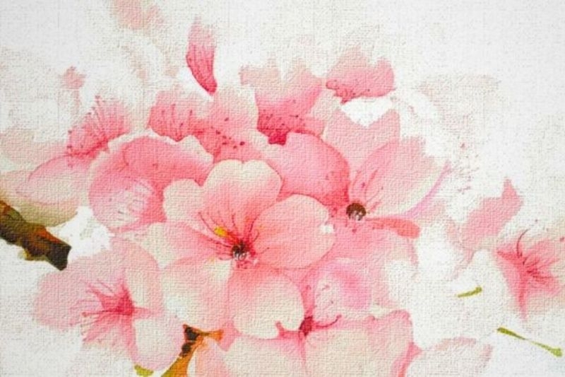 Vẽ hoa anh đào ảnh 25