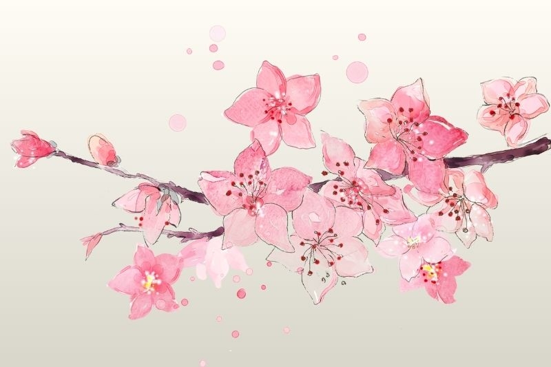 Vẽ hoa anh đào ảnh 26