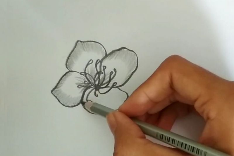 Vẽ hoa anh đào ảnh 4