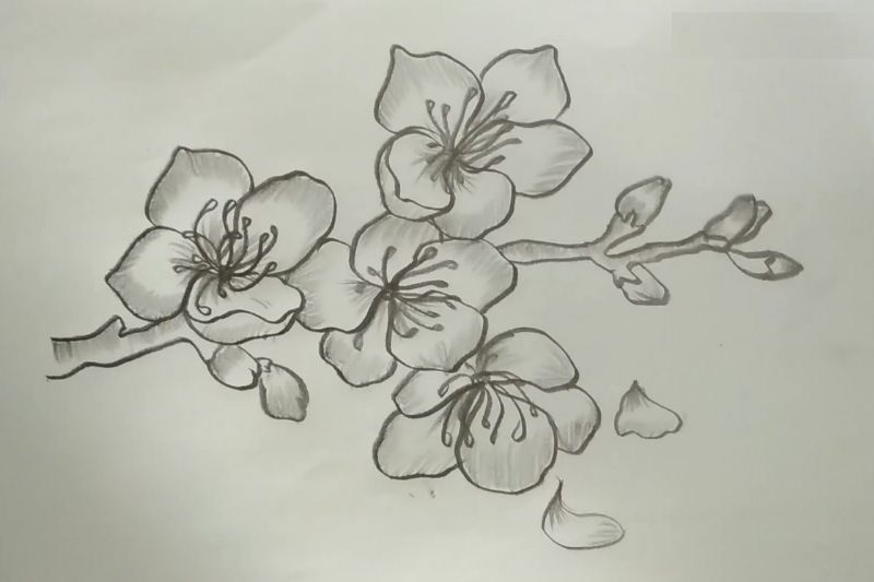 Vẽ hoa anh đào ảnh 5