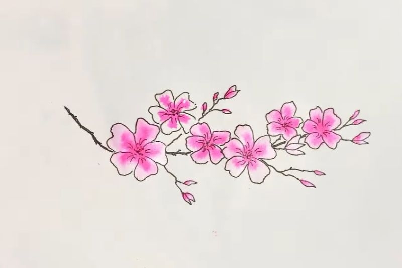 Vẽ hoa anh đào ảnh 8