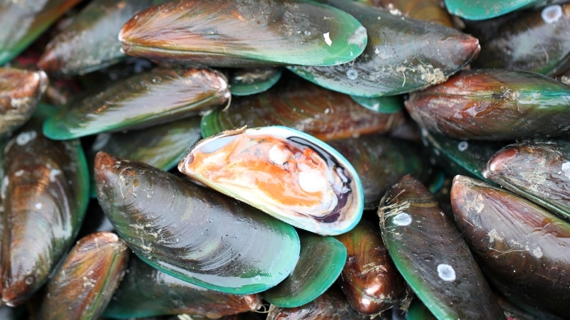 Cách chọn mua vẹm xanh tươi ngon