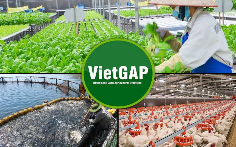 VietGAP là gì? (hình 2)