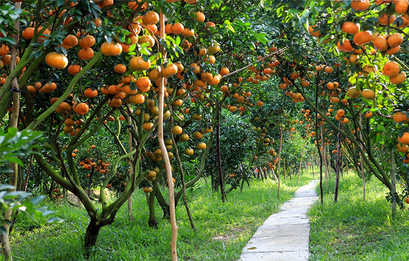 Xã Lai Vung của Đồng Tháp (hình 3)