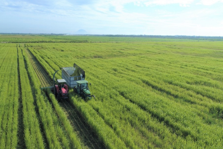 Xã Long Giang của Tây Ninh sau sáp nhập 4