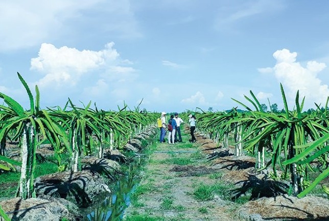 Xã Tây Phú của An Giang 1