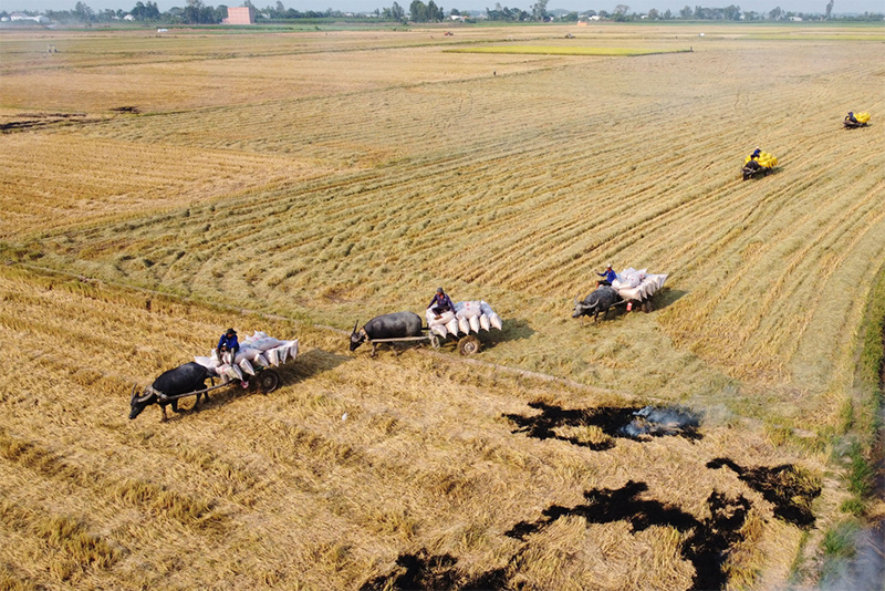 Xã Thường Phước của Đồng Tháp (hình 4)