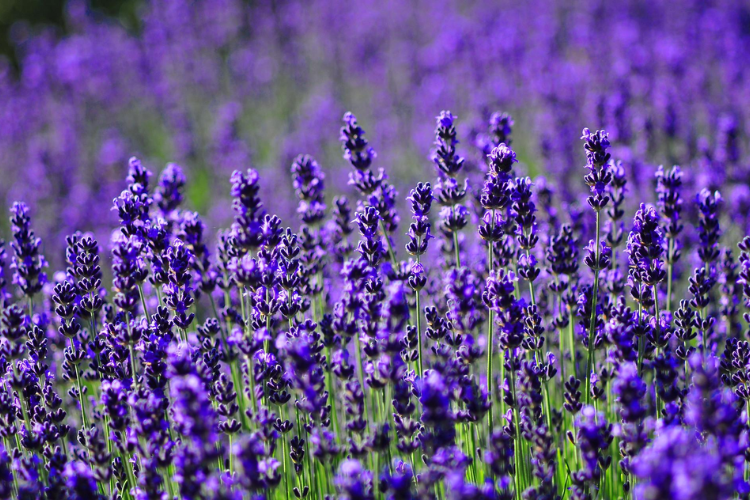 &Yacute; nghĩa hoa Lavender: Điểm đặc biệt ẩn sau m&agrave;u sắc t&iacute;m quyến rũ