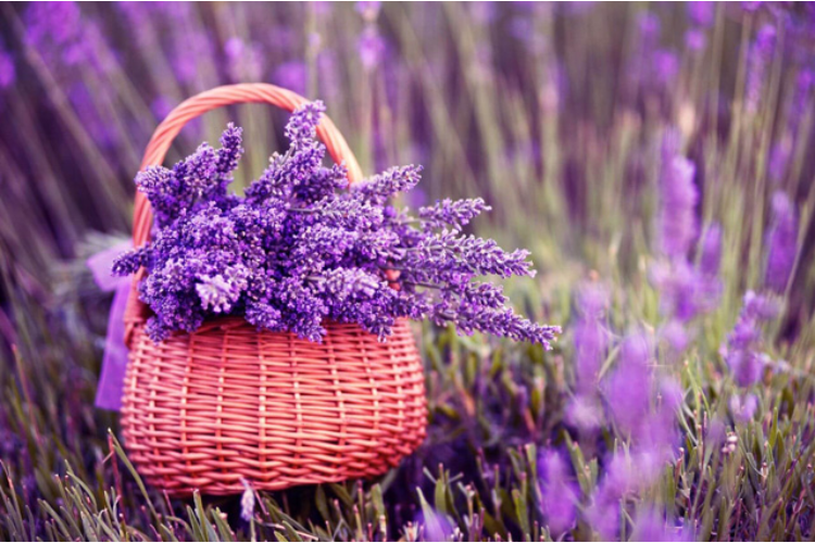 Ý nghĩa hoa Lavender 3