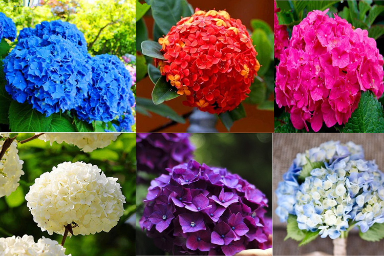 Ý nghĩa hoa cẩm tú cầu 2