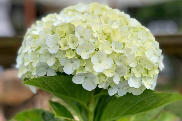 Ý nghĩa hoa cẩm tú cầu 4